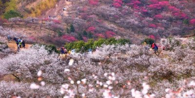 ​浙江野樱花“开挂”,海拔有500米之高,景色不输东京