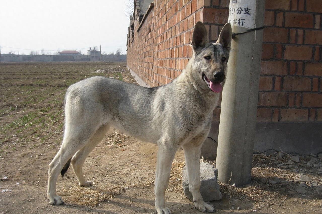 中国民间高手培育三十年的神犬：中华狼青，丝毫不输昆明犬