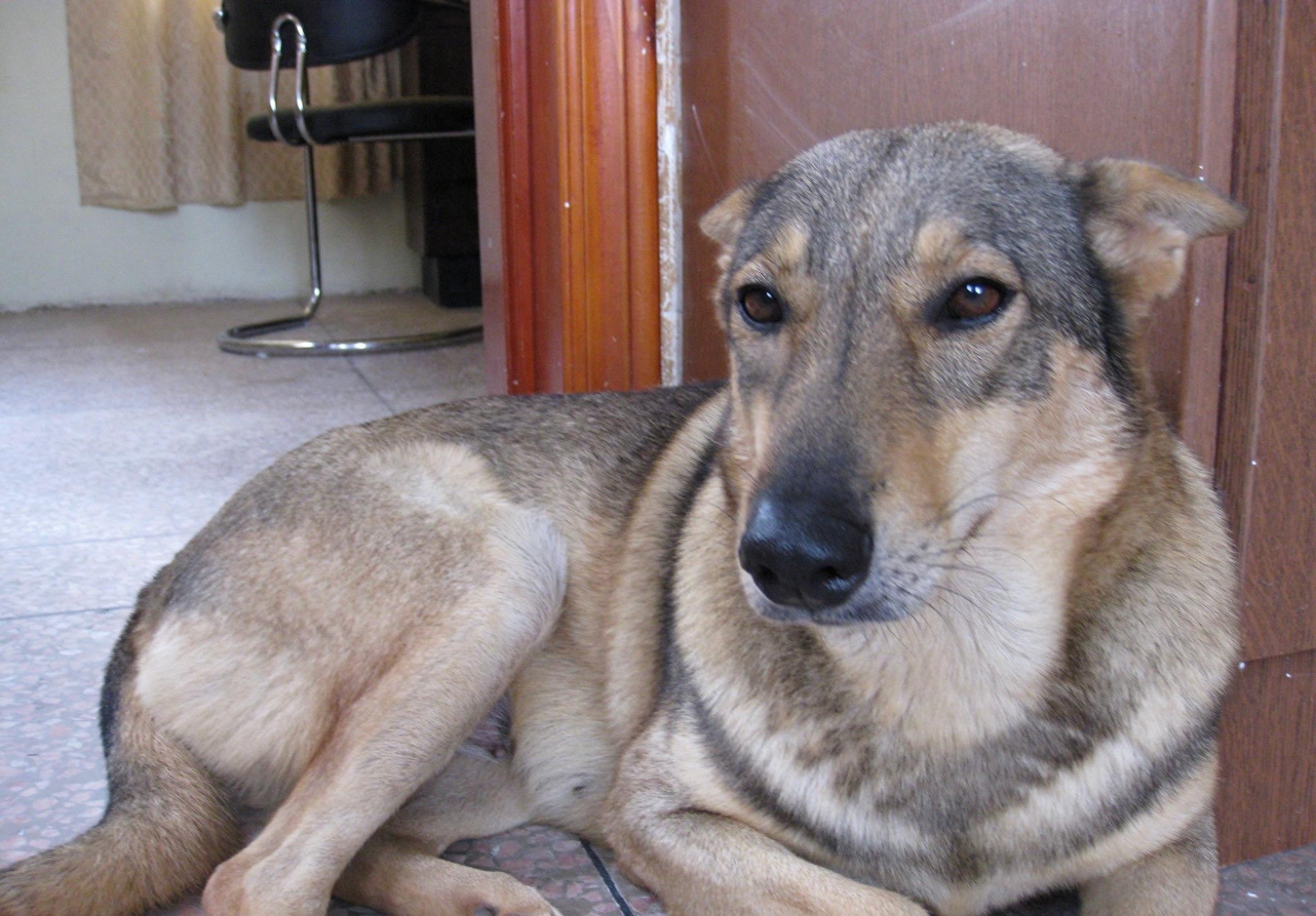 中国民间高手培育三十年的神犬：中华狼青，丝毫不输昆明犬