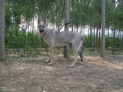 ​中国民间高手培育三十年的神犬：中华狼青，丝毫不输昆明犬