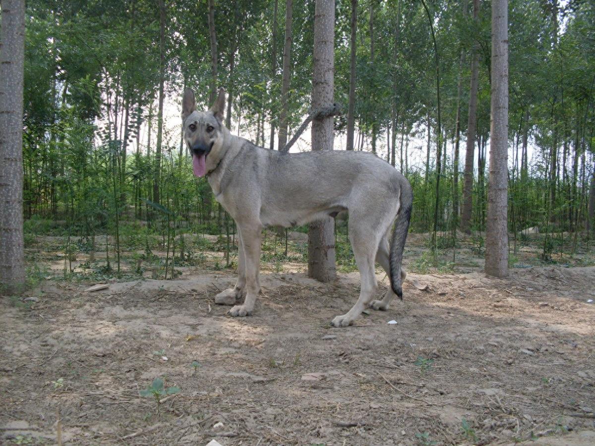 中国民间高手培育三十年的神犬：中华狼青，丝毫不输昆明犬